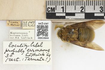 Media type: image;   Entomology 810844 Aspect: labels